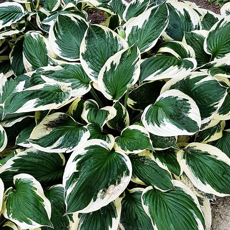 Weißrandige Wellblatt-Funkie 'Albomarginata' (Hosta undulata)