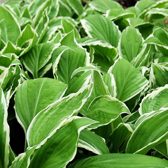 Weißrandige Wellblatt-Funkie 'Albomarginata' (Hosta undulata)