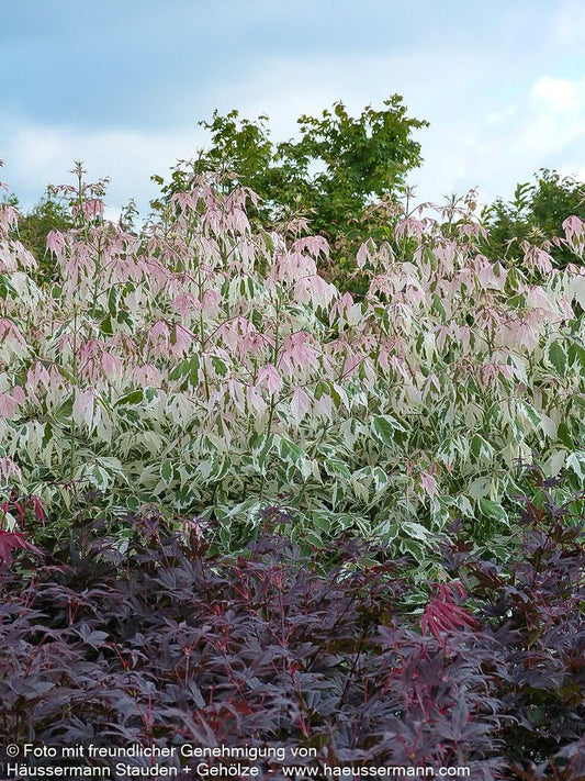Weißrandiger Eschen-Ahorn 'Flamingo' (Acer negundo)
