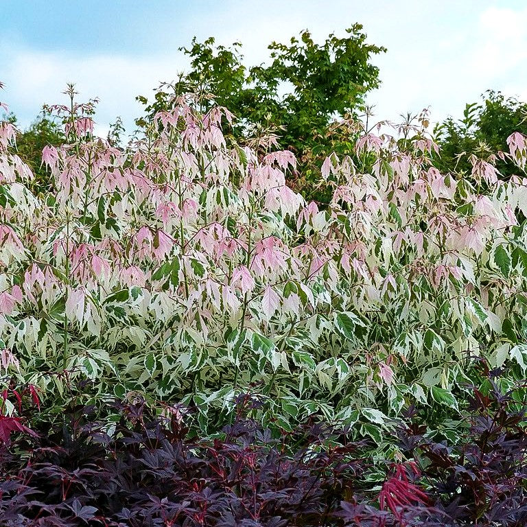 Weißrandiger Eschen-Ahorn 'Flamingo' (Acer negundo)