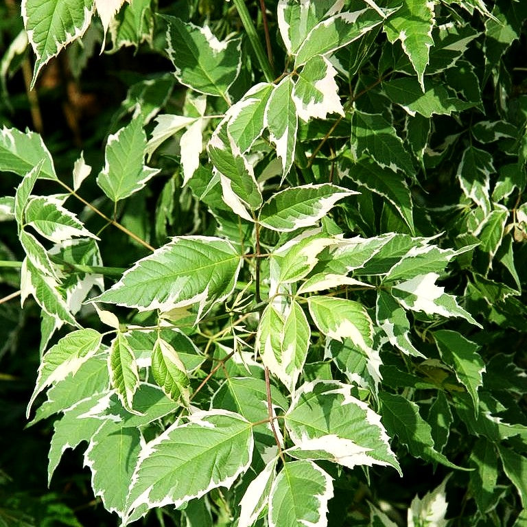 Weißrandiger Eschen-Ahorn 'Flamingo' (Acer negundo)