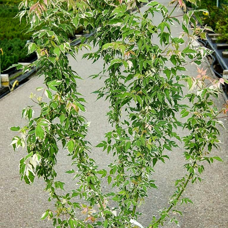 Weißrandiger Eschen-Ahorn 'Flamingo' (Acer negundo)