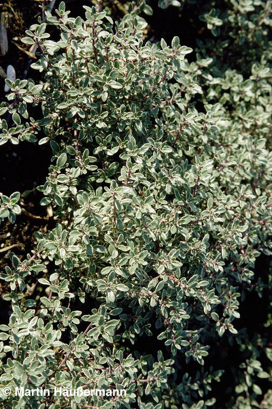 Weißrandiger Zitronen-Thymian 'Silver King' (Thymus x citriodorus)