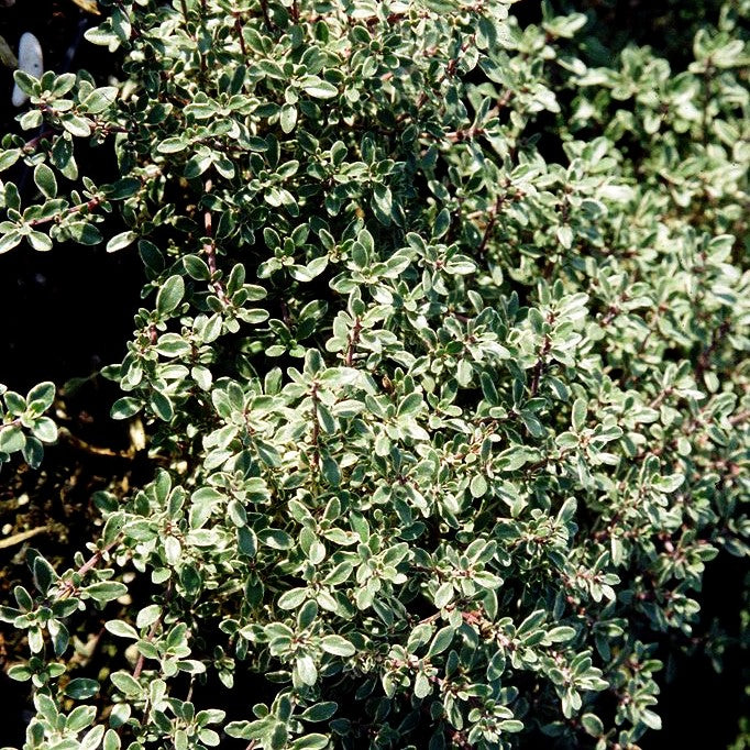 Weißrandiger Zitronen-Thymian 'Silver King' (Thymus x citriodorus)