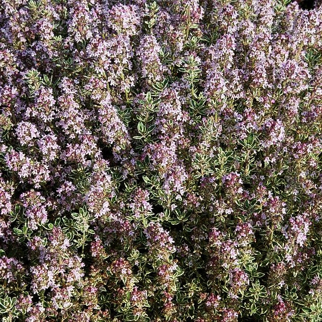 Weißrandiger Zitronen-Thymian 'Silver King' (Thymus x citriodorus)
