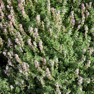 Weißrandiger Zitronen-Thymian 'Silver Queen' (Thymus x citriodorus)