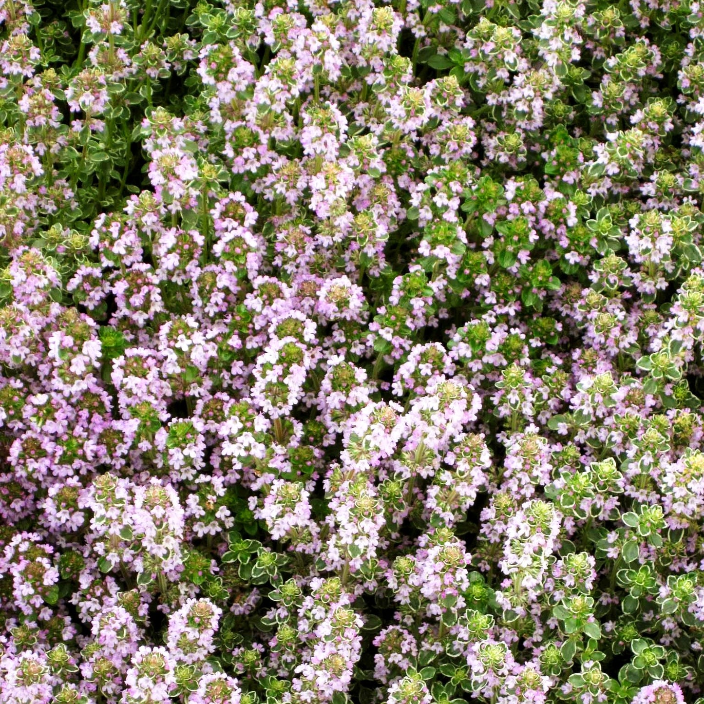 Weißrandiger Zitronen-Thymian 'Silver Queen' (Thymus x citriodorus)