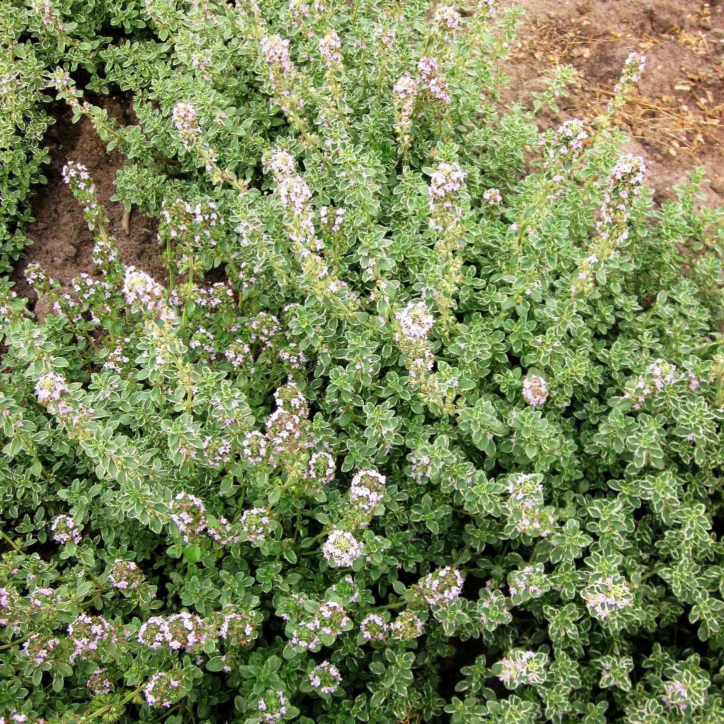 Weißrandiger Zitronen-Thymian 'Silver Queen' (Thymus x citriodorus)