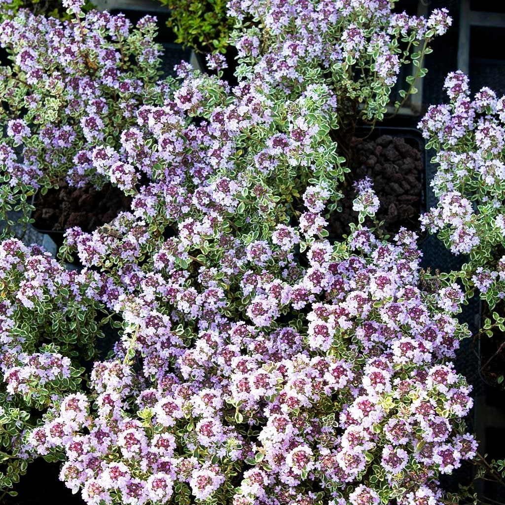 Weißrandiger Zitronen-Thymian 'Silver Queen' (Thymus x citriodorus)