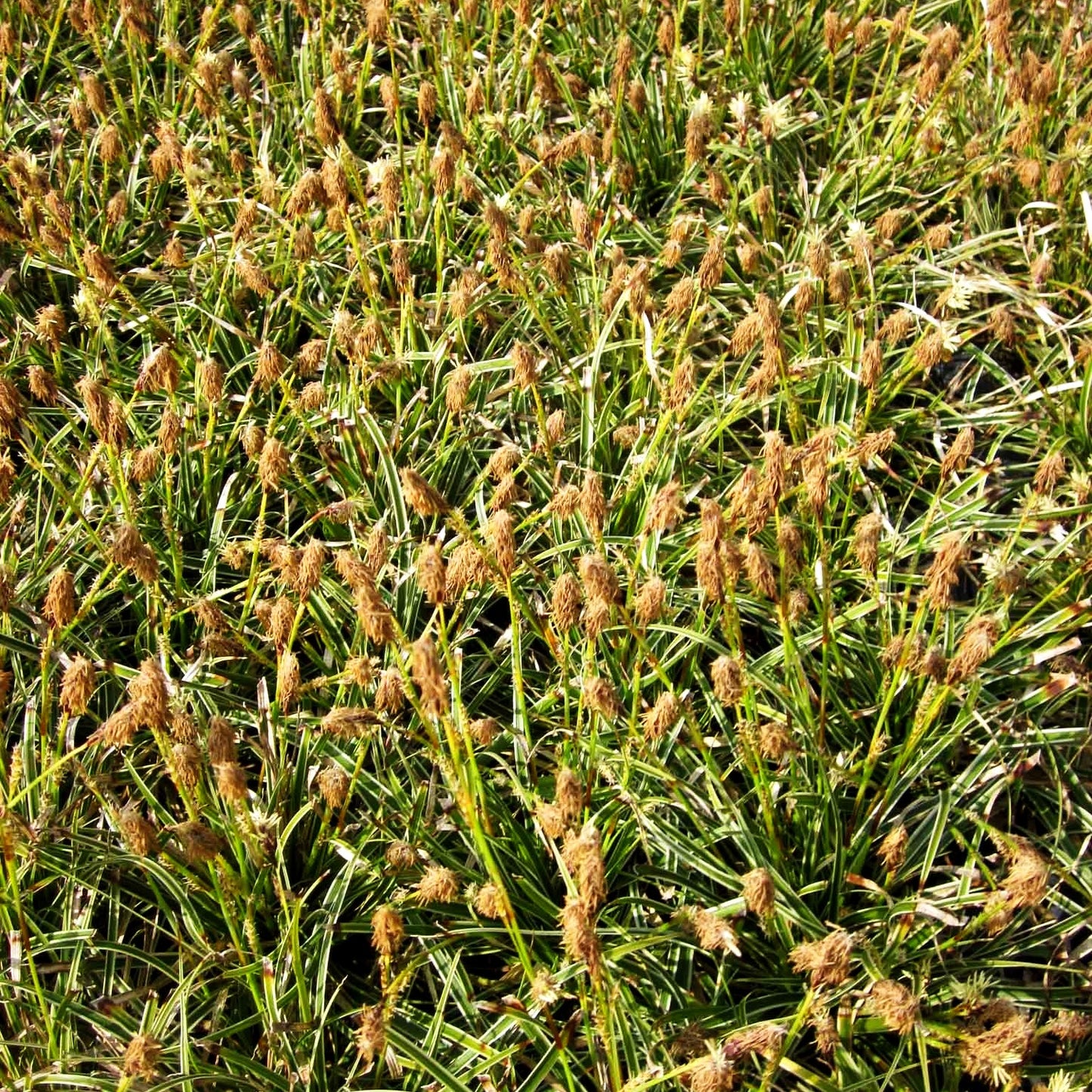 Weißrandrige Zwerg-Segge 'Snowline' (Carex conica)