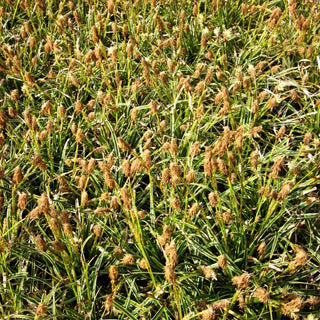 Weißrandrige Zwerg-Segge 'Snowline' (Carex conica)