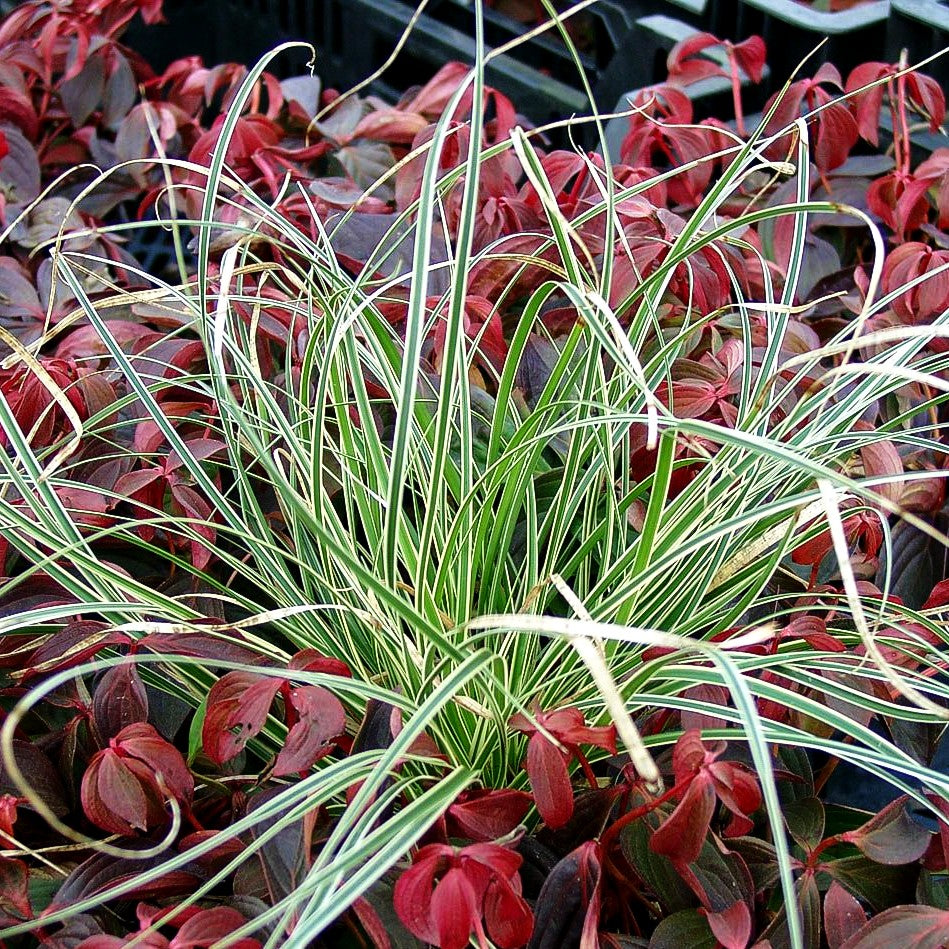 Weißrandrige Zwerg-Segge 'Snowline' (Carex conica)