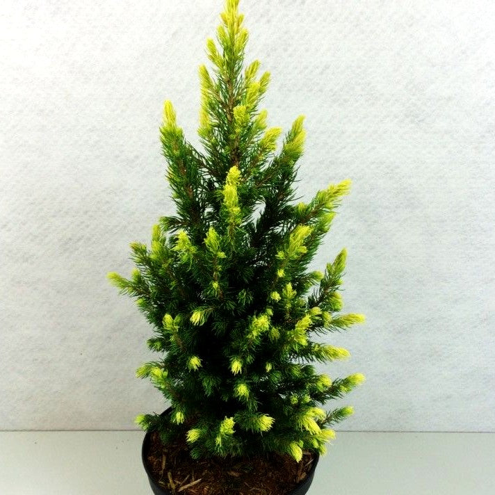 Weißspitzige Zuckerhut-Fichte 'Daisy's White' (Picea glauca)