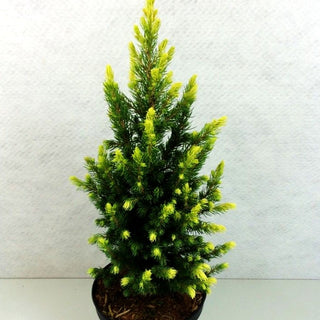 Weißspitzige Zuckerhut-Fichte 'Daisy's White' (Picea glauca)