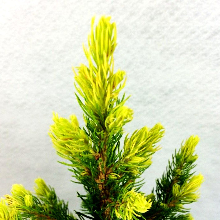 Weißspitzige Zuckerhut-Fichte 'Daisy's White' (Picea glauca)