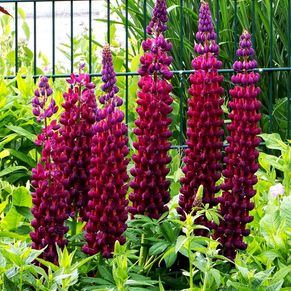 Westcountry Lupine blaurot 'Masterpiece' (Lupinus polyph.WC)