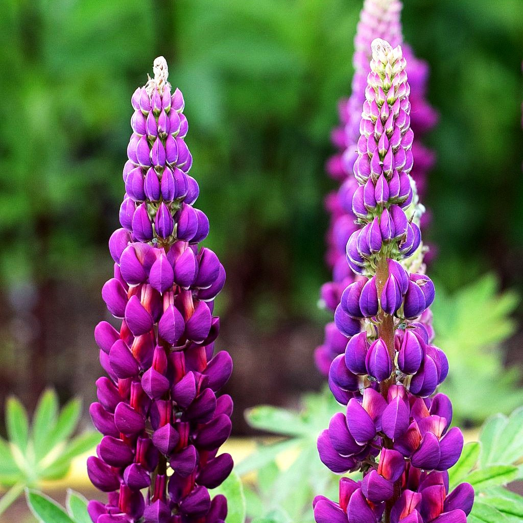 Westcountry Lupine blaurot 'Masterpiece' (Lupinus polyph.WC)