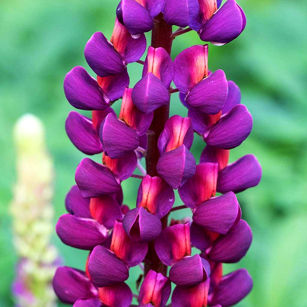 Westcountry Lupine blaurot 'Masterpiece' (Lupinus polyph.WC)