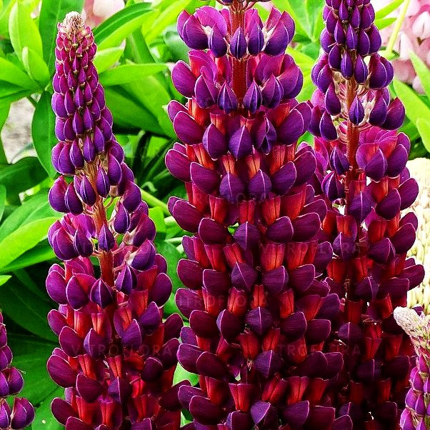 Westcountry Lupine blaurot 'Masterpiece' (Lupinus polyph.WC)