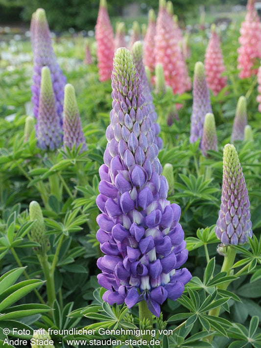 Westcountry Lupine blauweiß 'Persian Slipper' (Lupinus polyph.WC)