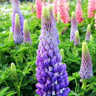 Westcountry Lupine blauweiß 'Persian Slipper' (Lupinus polyph.WC)