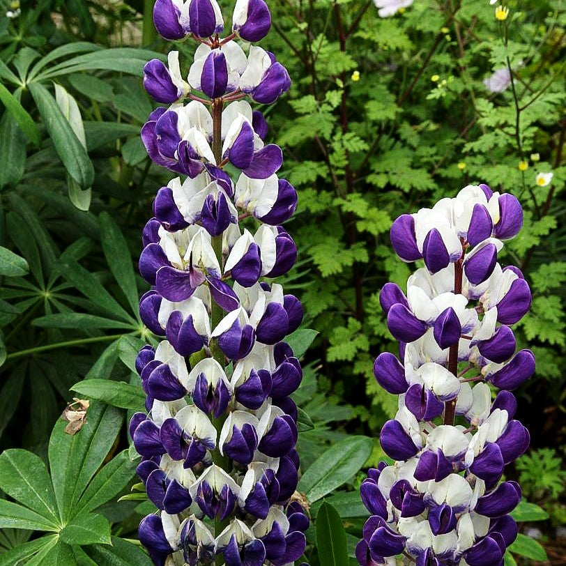 Westcountry Lupine blauweiß 'Persian Slipper' (Lupinus polyph.WC)