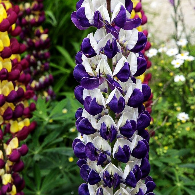 Westcountry Lupine blauweiß 'Persian Slipper' (Lupinus polyph.WC)