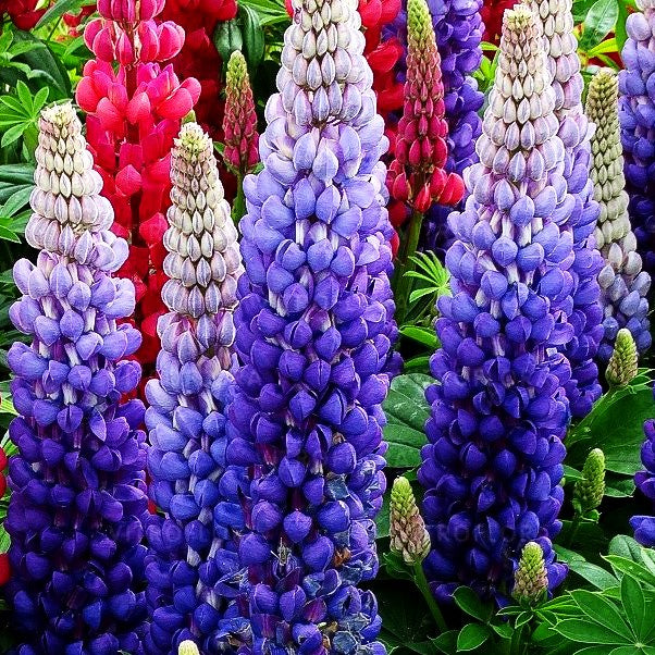 Westcountry Lupine blauweiß 'Persian Slipper' (Lupinus polyph.WC)