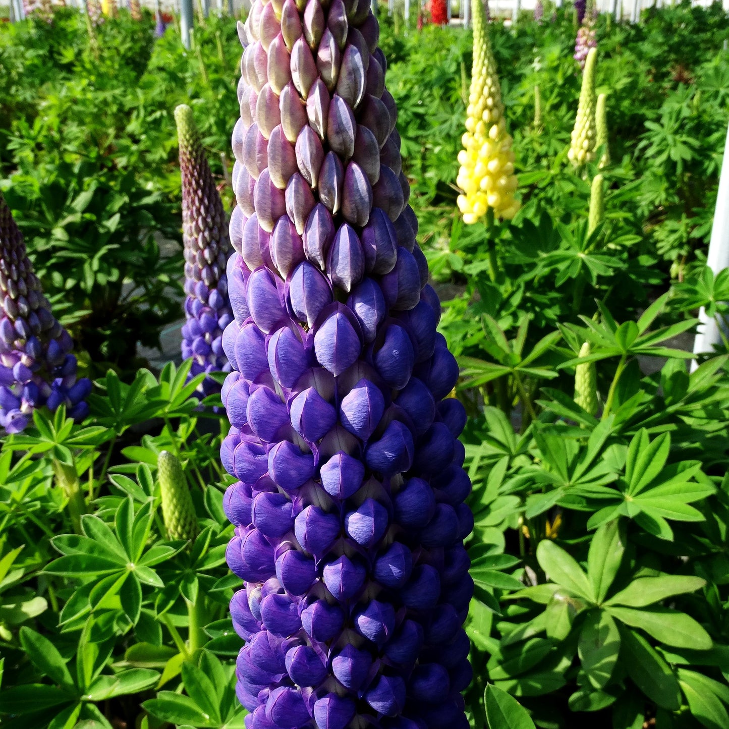Westcountry Lupine blauweiß 'Persian Slipper' (Lupinus polyph.WC)