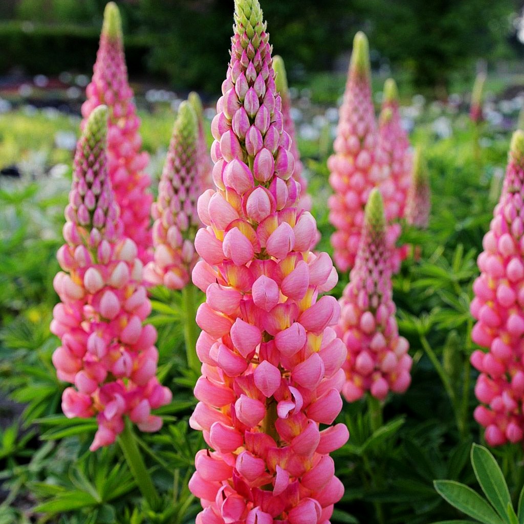 Westcountry Lupine 'Blossom' (Lupinus polyph.WC)