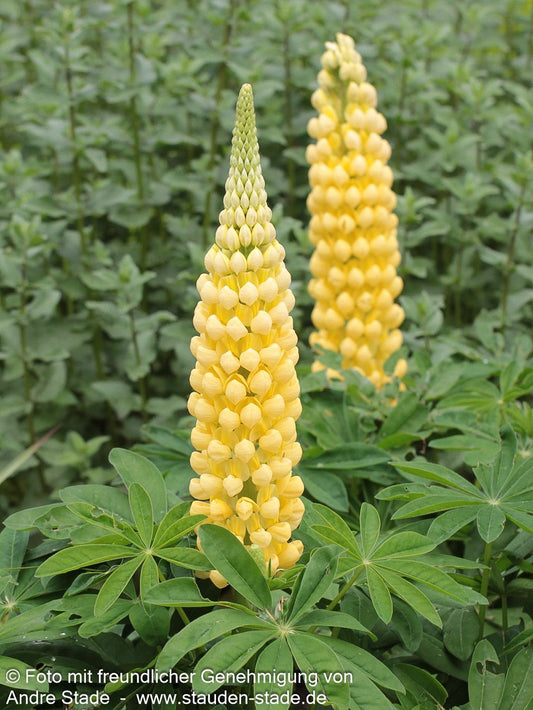 Westcountry Lupine gelb 'Desert Sun' (Lupinus polyph.WC)