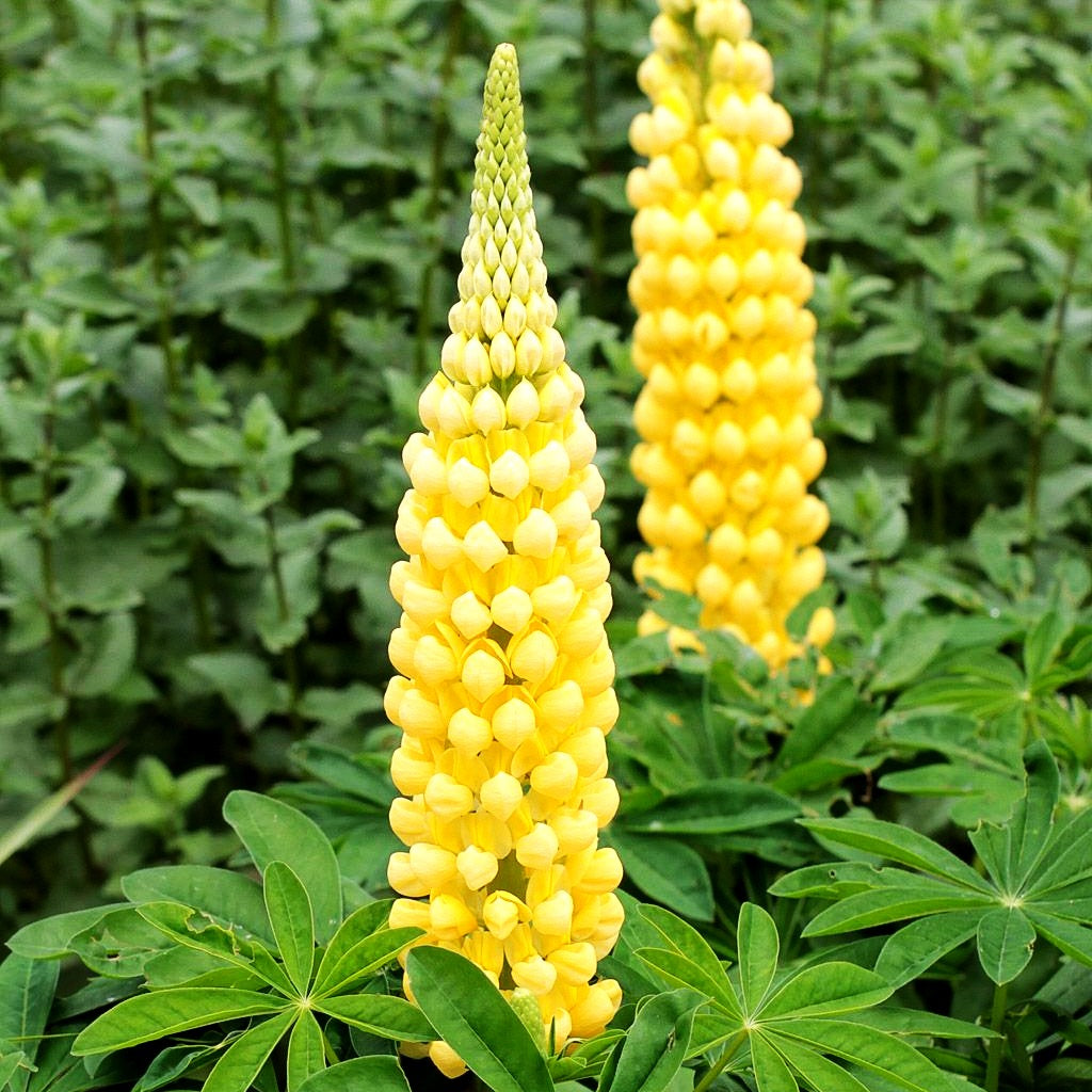 Westcountry Lupine gelb 'Desert Sun' (Lupinus polyph.WC)