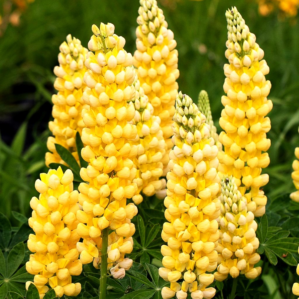 Westcountry Lupine gelb 'Desert Sun' (Lupinus polyph.WC)