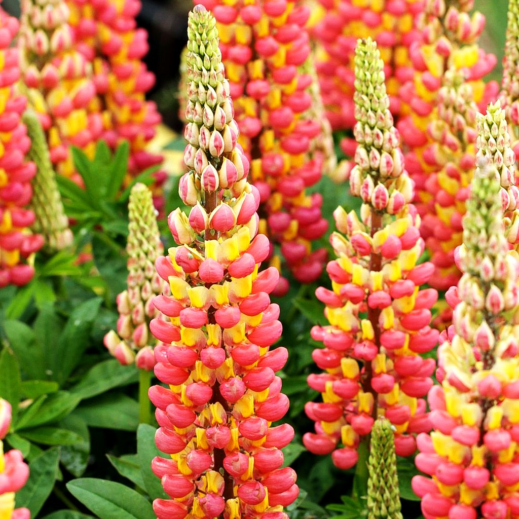 Westcountry Lupine 'Gladiator' (Lupinus polyph.WC)