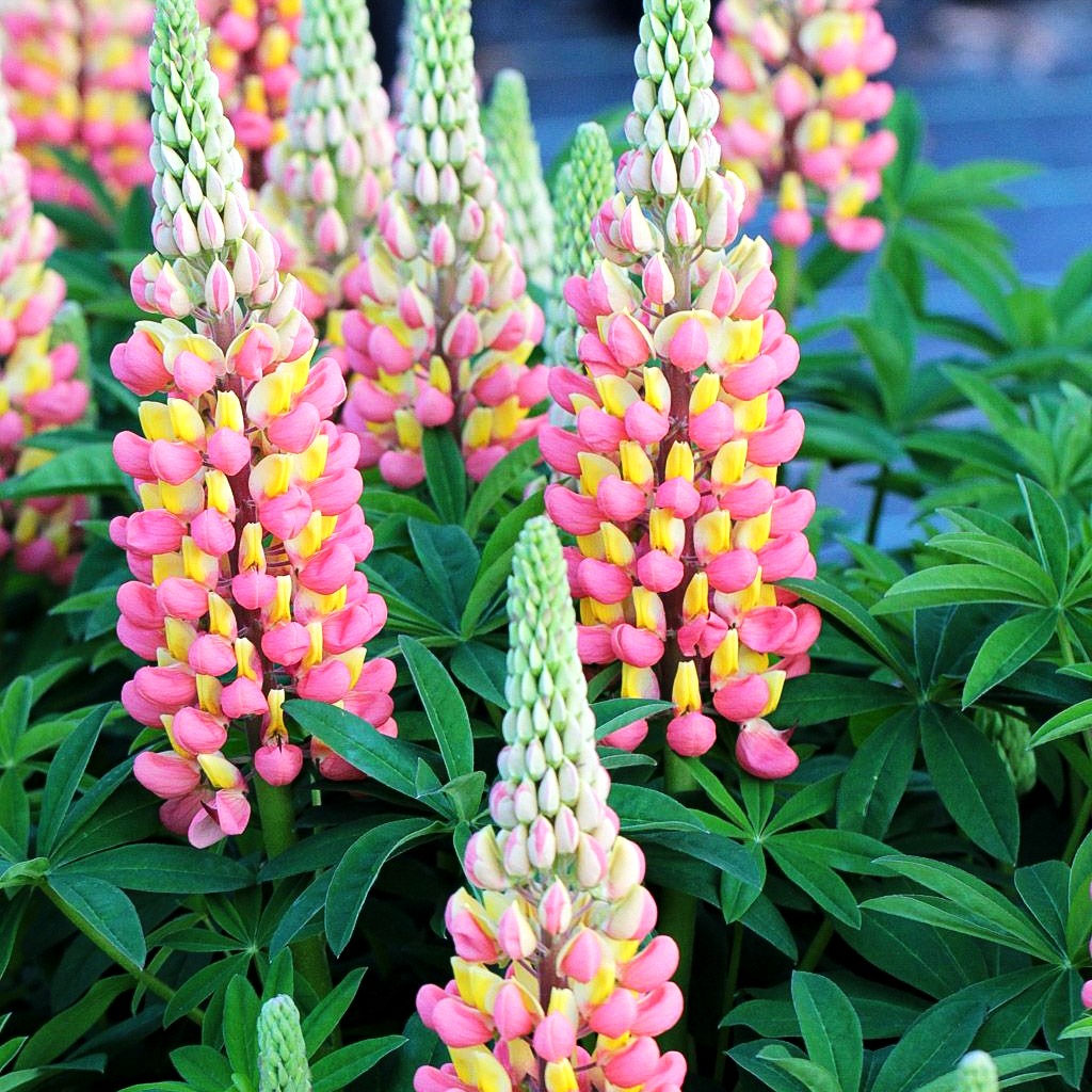 Westcountry Lupine 'Gladiator' (Lupinus polyph.WC)