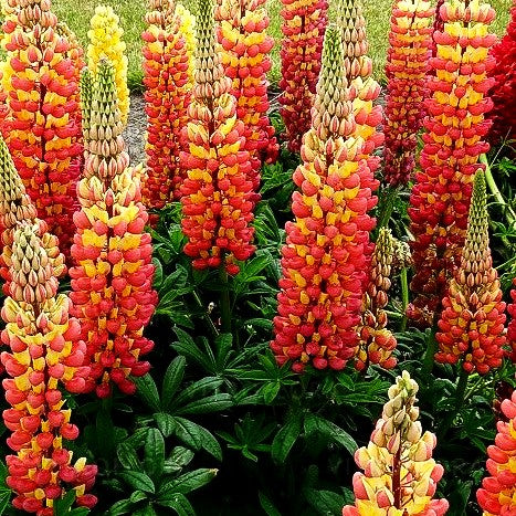 Westcountry Lupine 'Gladiator' (Lupinus polyph.WC)