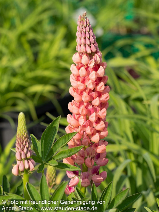Westcountry Lupine lachsrosa 'Salmon Star' (Lupinus polyph.WC)