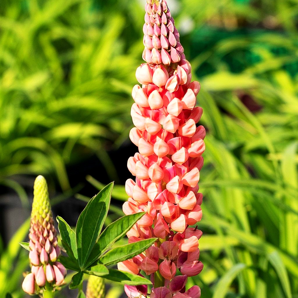 Westcountry Lupine lachsrosa 'Salmon Star' (Lupinus polyph.WC)
