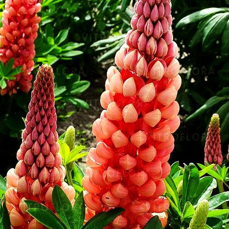 Westcountry Lupine lachsrosa 'Salmon Star' (Lupinus polyph.WC)