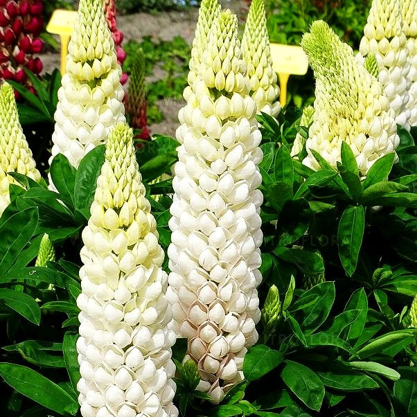 Westcountry Lupine 'Polar Princess' (Lupinus polyph.WC)