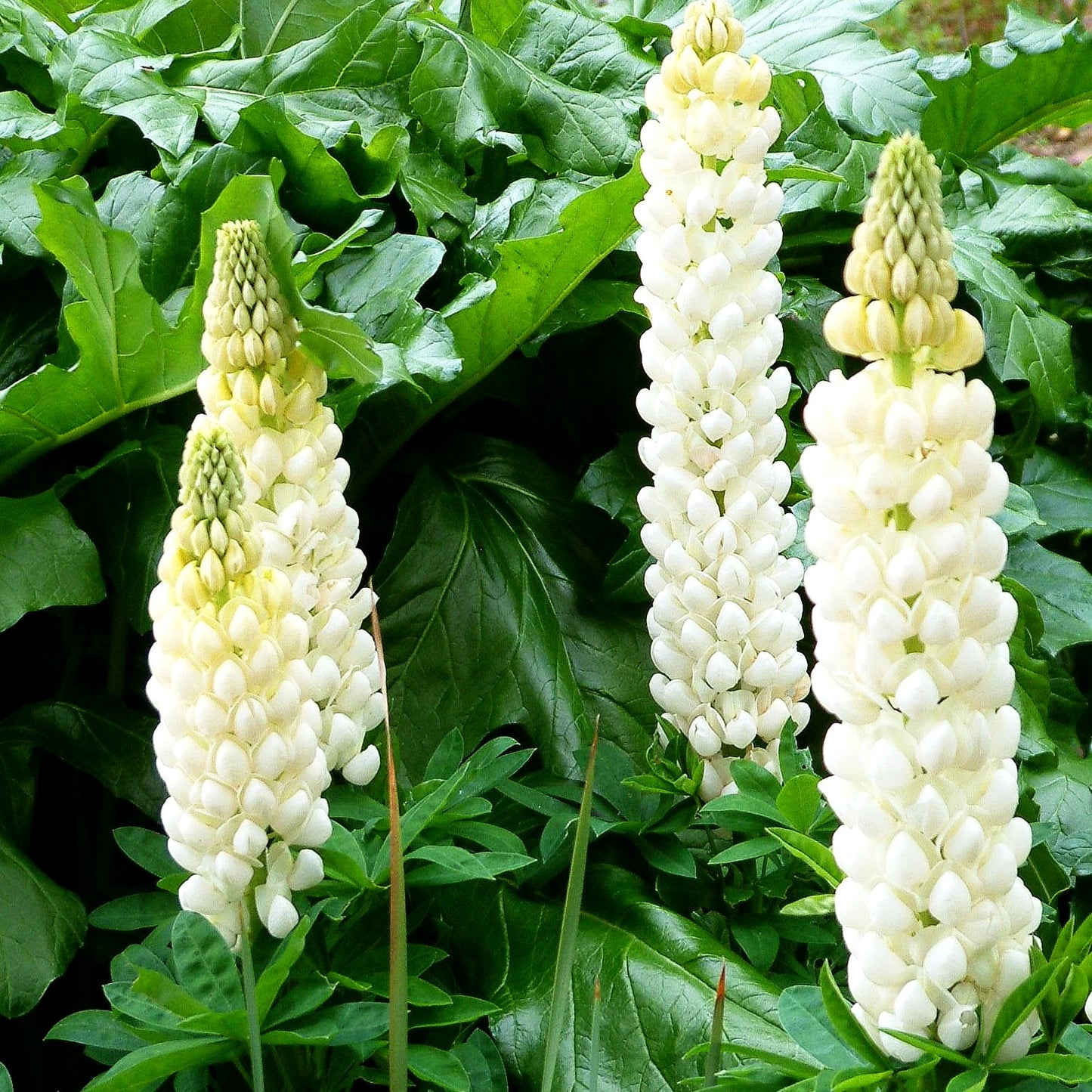 Westcountry Lupine 'Polar Princess' (Lupinus polyph.WC)