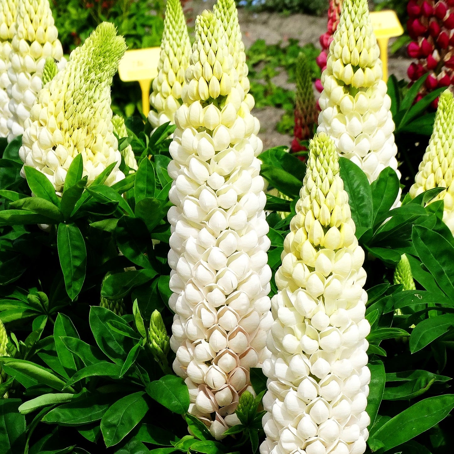 Westcountry Lupine 'Polar Princess' (Lupinus polyph.WC)
