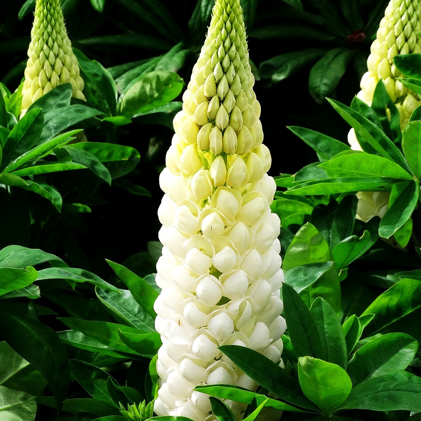 Westcountry Lupine 'Polar Princess' (Lupinus polyph.WC)