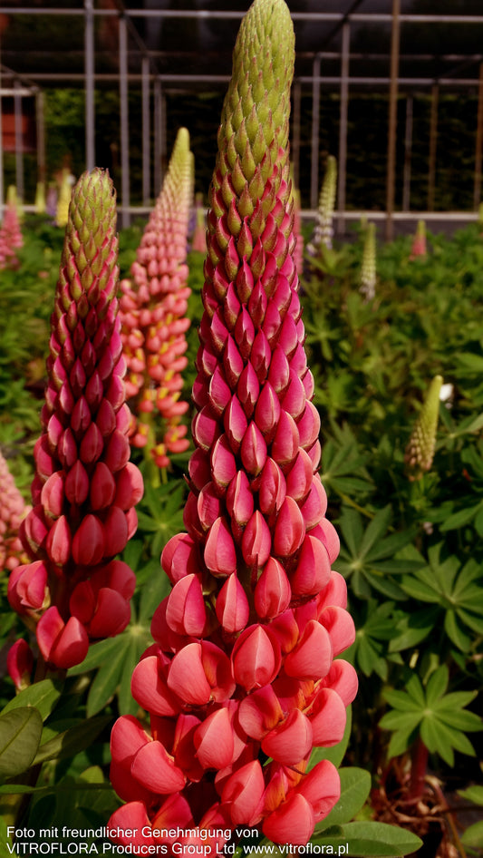 Westcountry Lupine rot 'Towering Inferno' (Lupinus polyph.WC)
