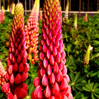 Westcountry Lupine rot 'Towering Inferno' (Lupinus polyph.WC)