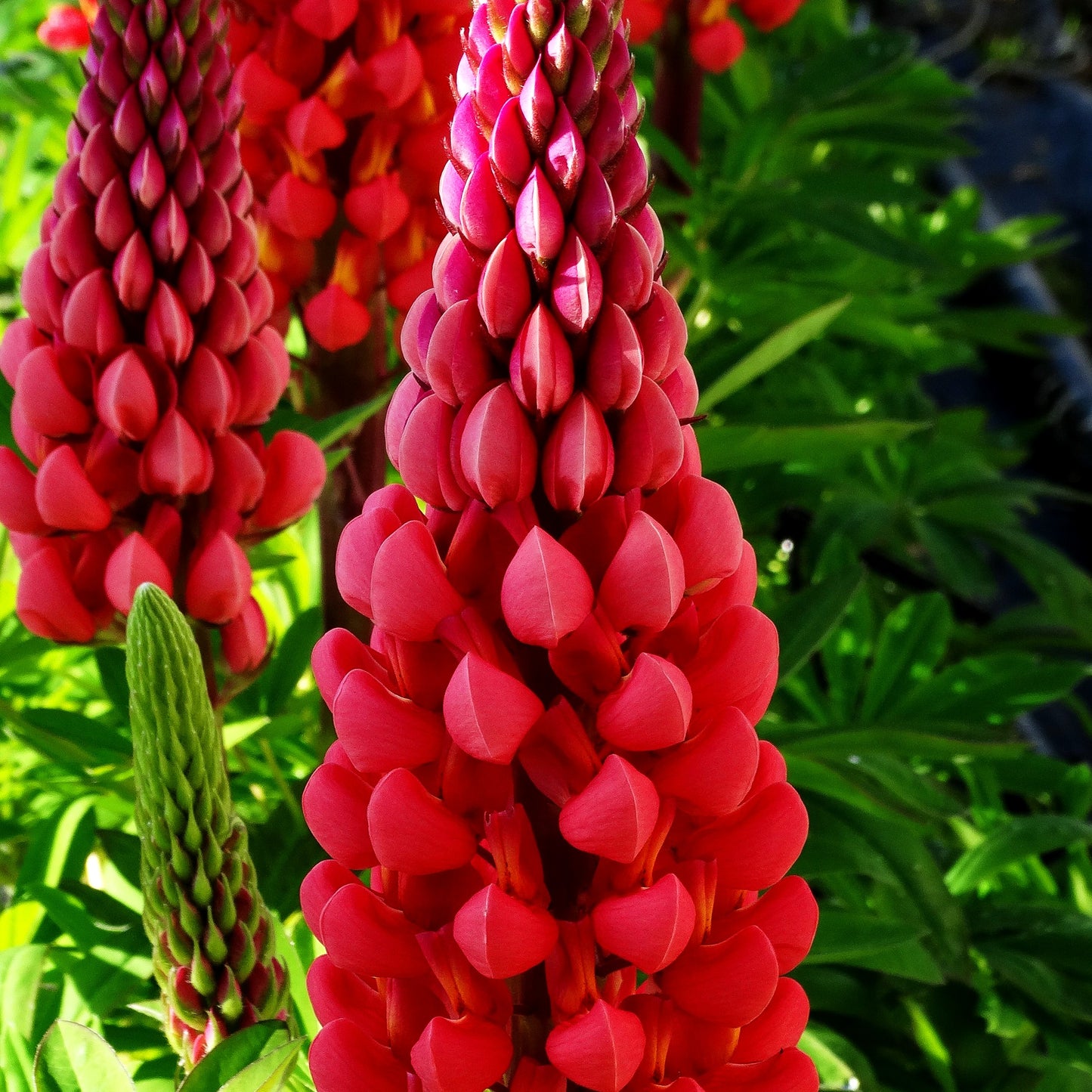 Westcountry Lupine rot 'Towering Inferno' (Lupinus polyph.WC)