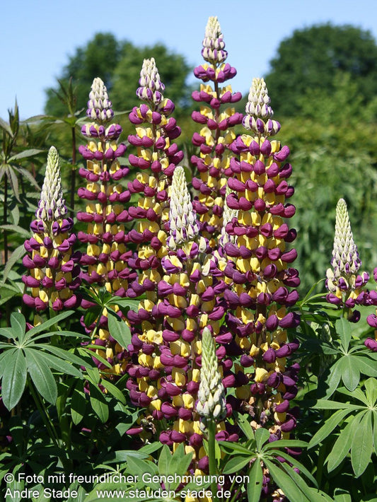 Westcountry Lupine rotgelb 'Manhattan Lights' (Lupinus polyph.WC)