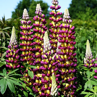 Westcountry Lupine rotgelb 'Manhattan Lights' (Lupinus polyph.WC)
