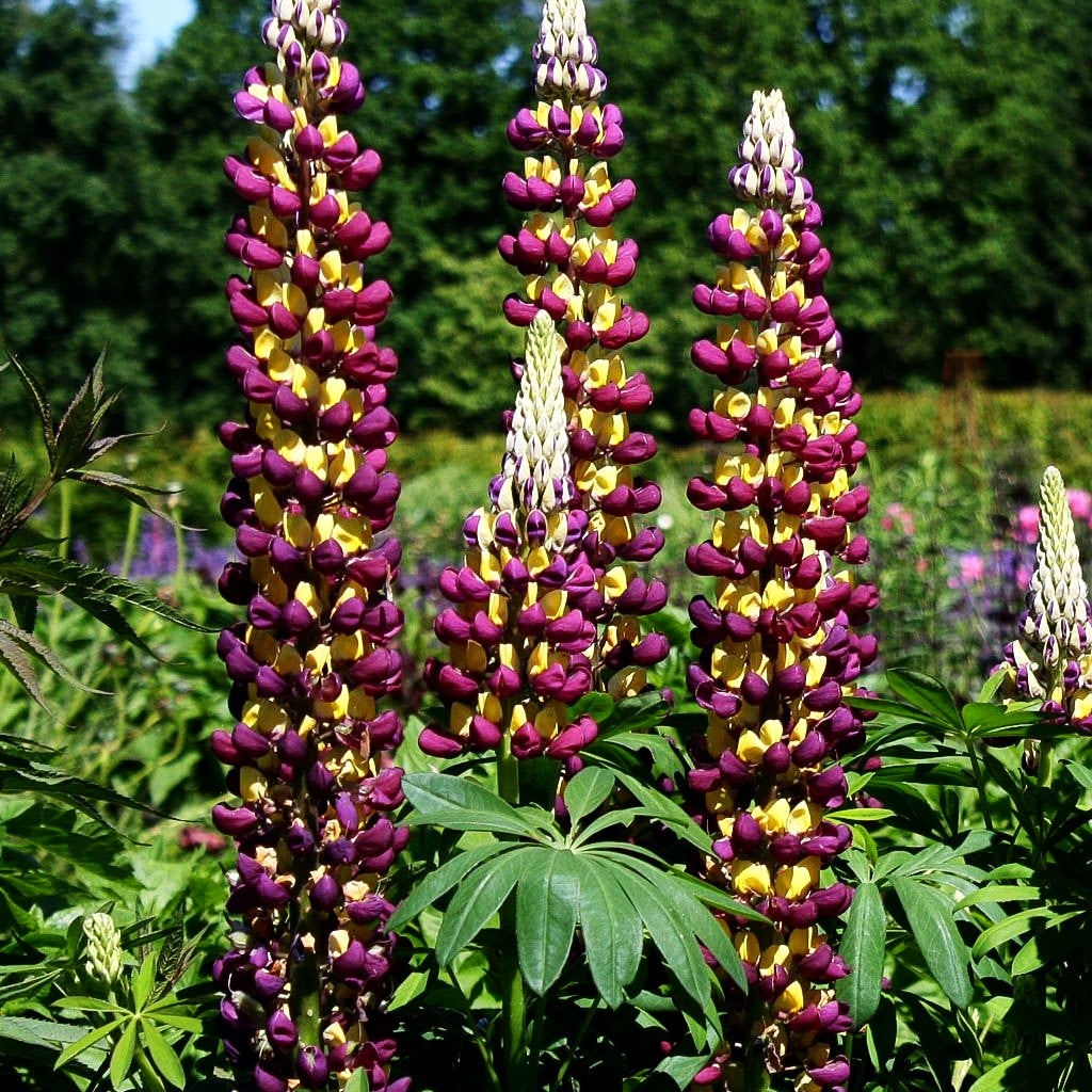 Westcountry Lupine rotgelb 'Manhattan Lights' (Lupinus polyph.WC)