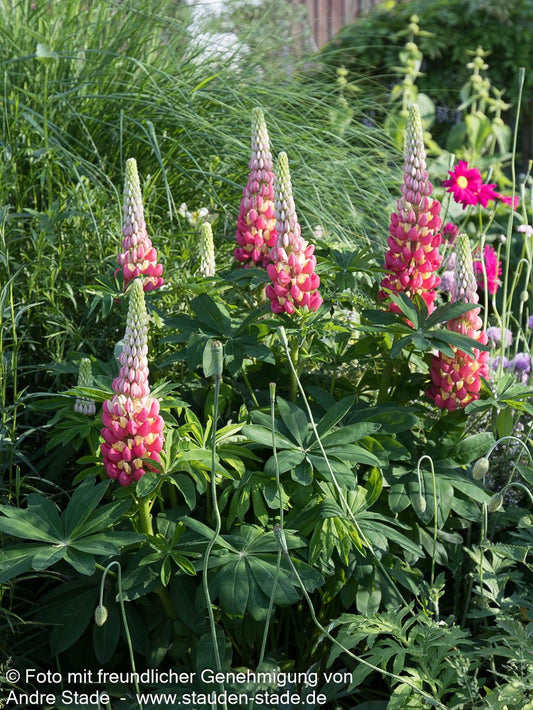 Westcountry Lupine rotgelb 'Tequila Flame' (Lupinus polyph.WC)